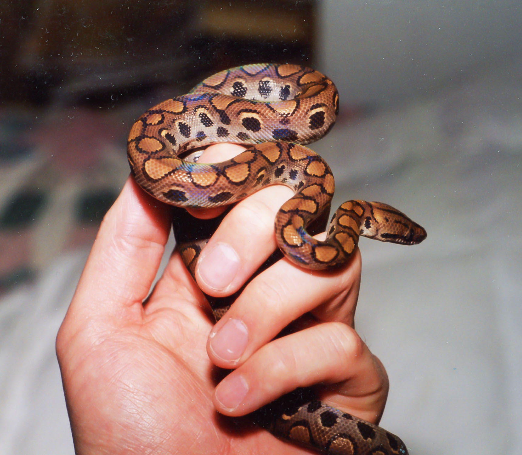 1997, my first Brazilian Rainbow boa