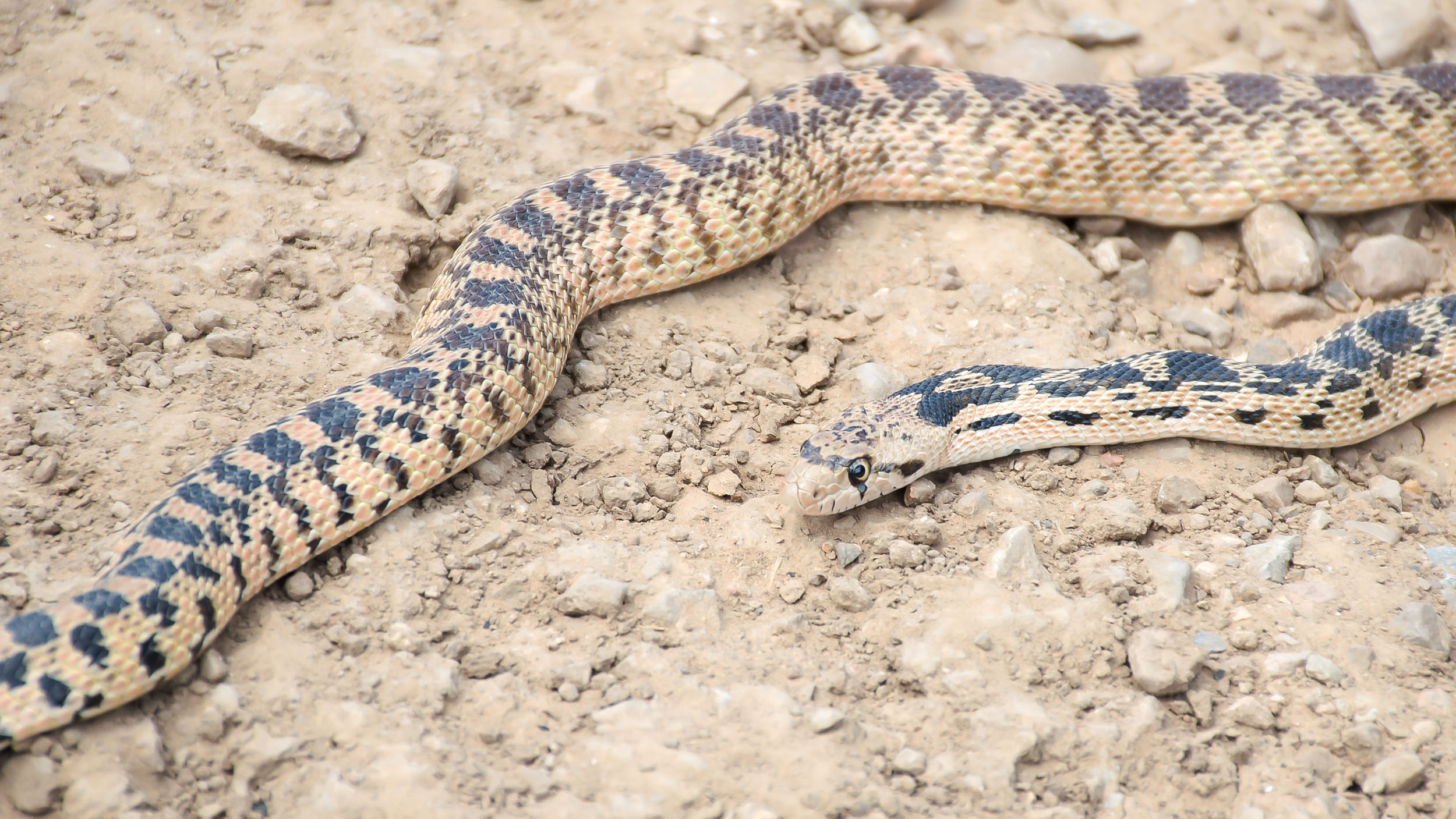 2019, Great Basin Gopher snake