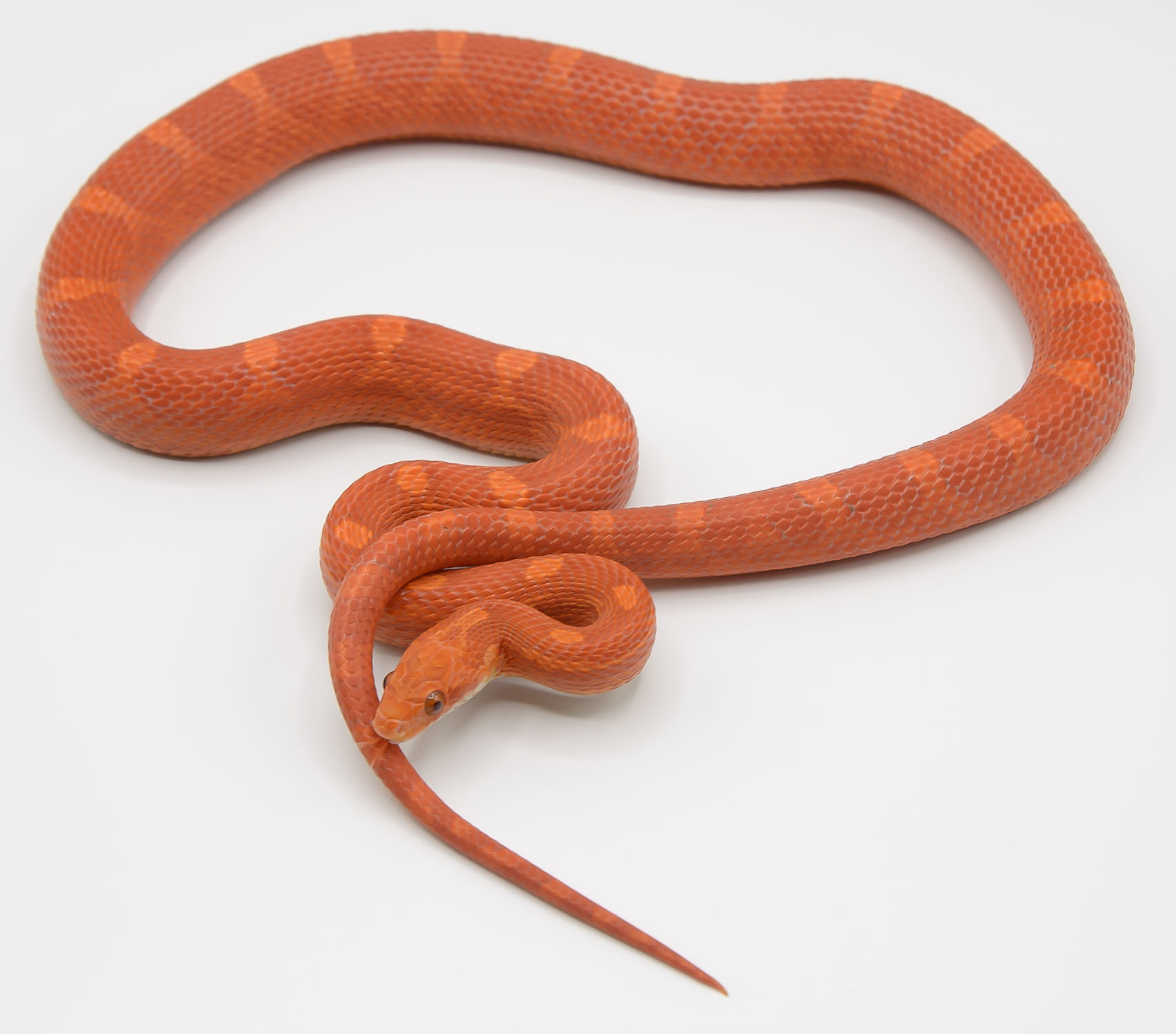 2019, Twig, blood-red corn snake