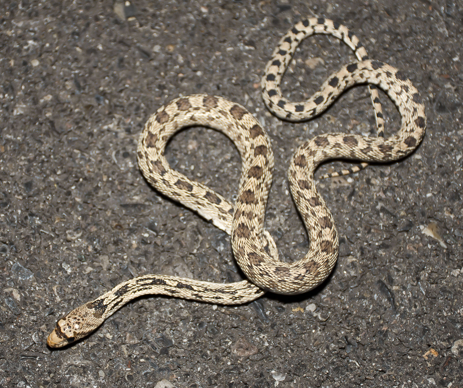 2019, Great Basin Gopher snake