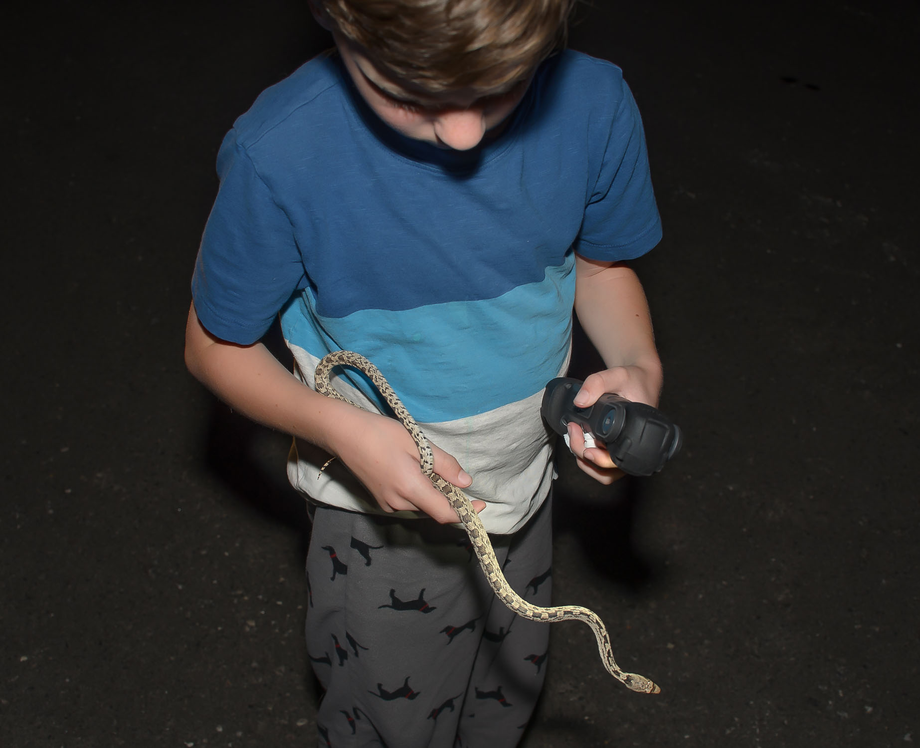 2019, herping for Great Basin Gopher snakes