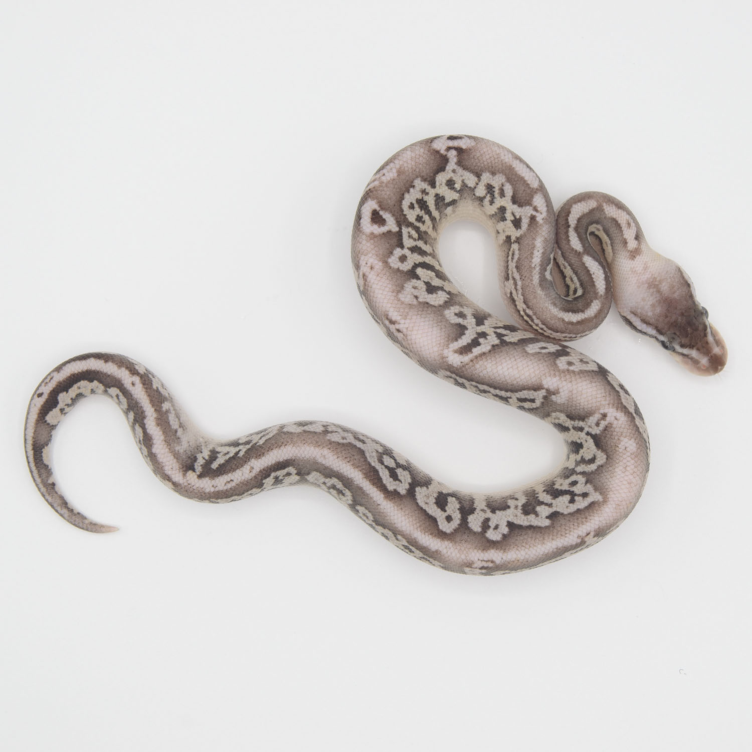 Pastel black pastel fire ball python