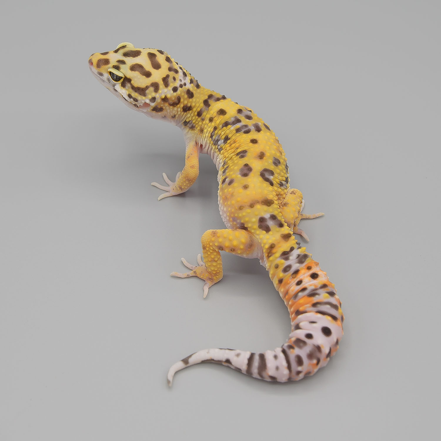 2019, baby gecko