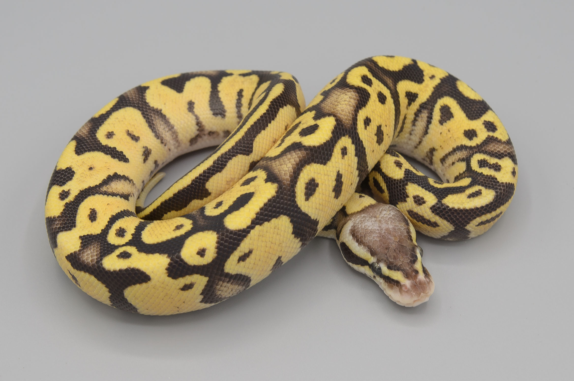 Pastel fire ball python