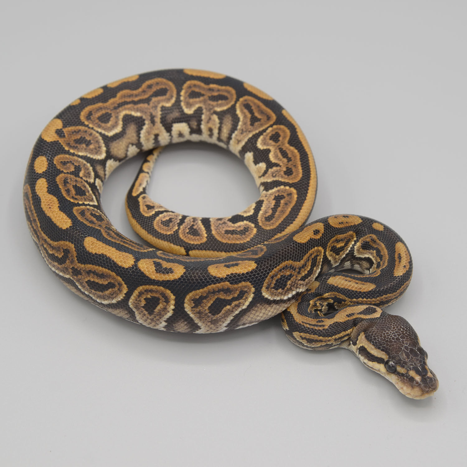 Black pastel ball python