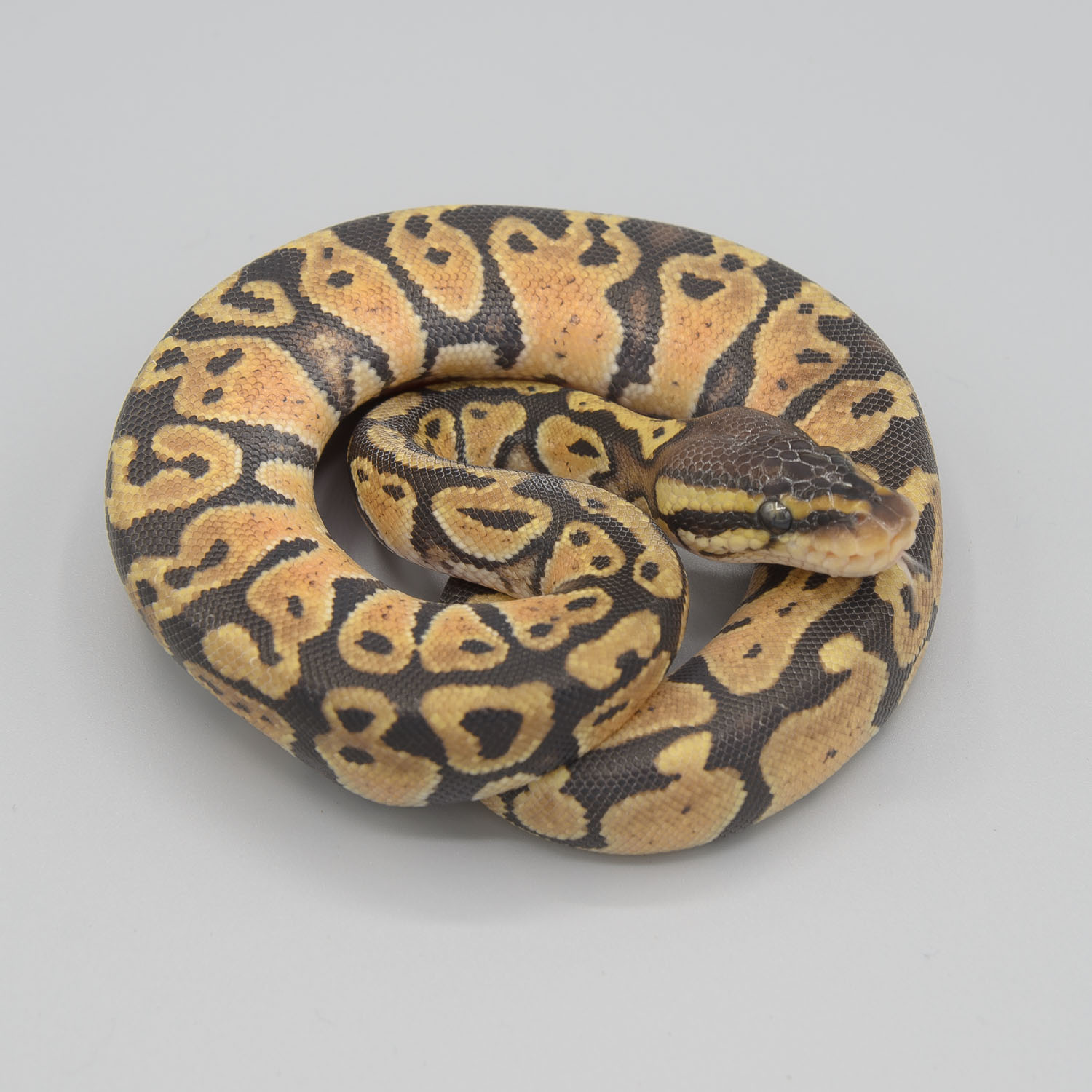 Pastel ball python