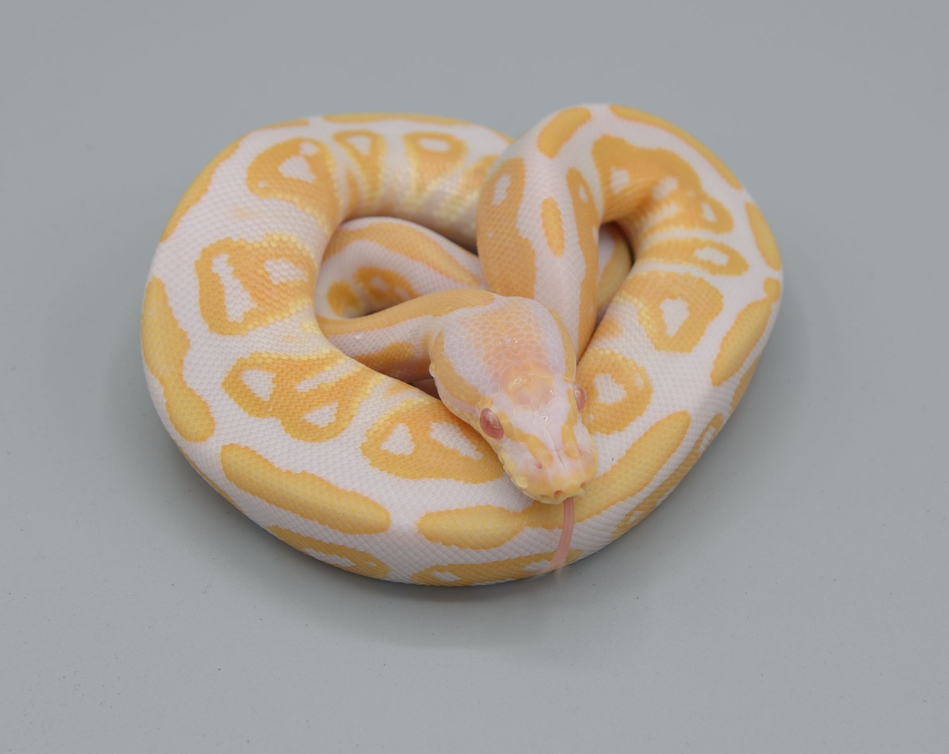 Albino black pastel from 11/2019