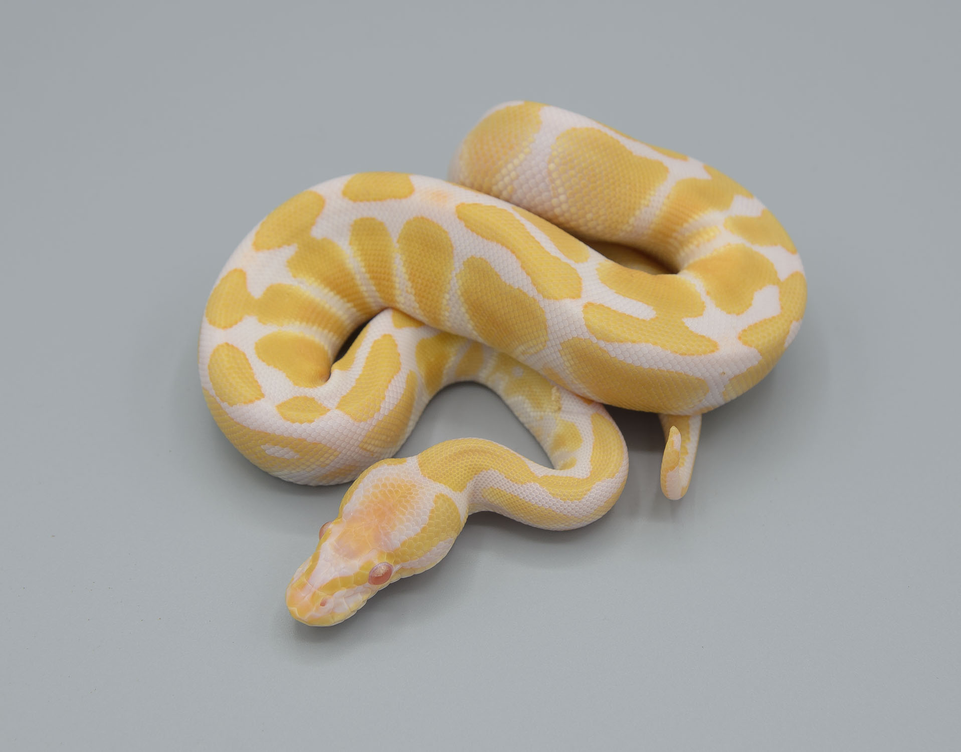 Albino from 11/2019