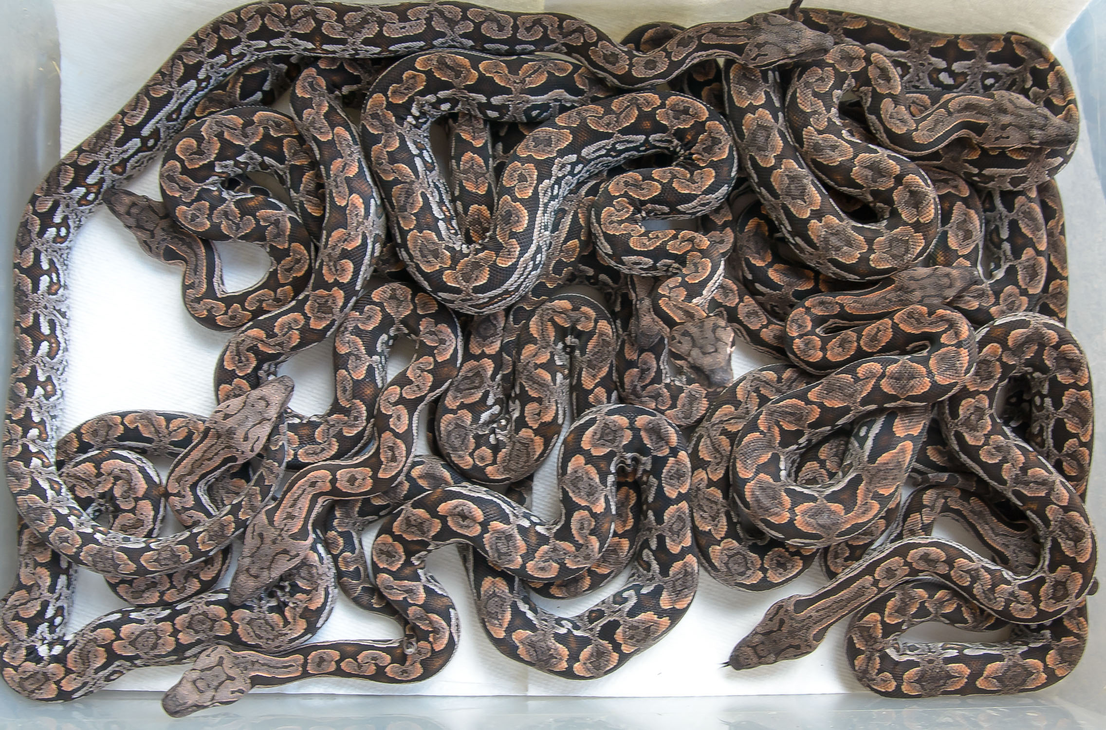 2020 litter of Dumeril's boas