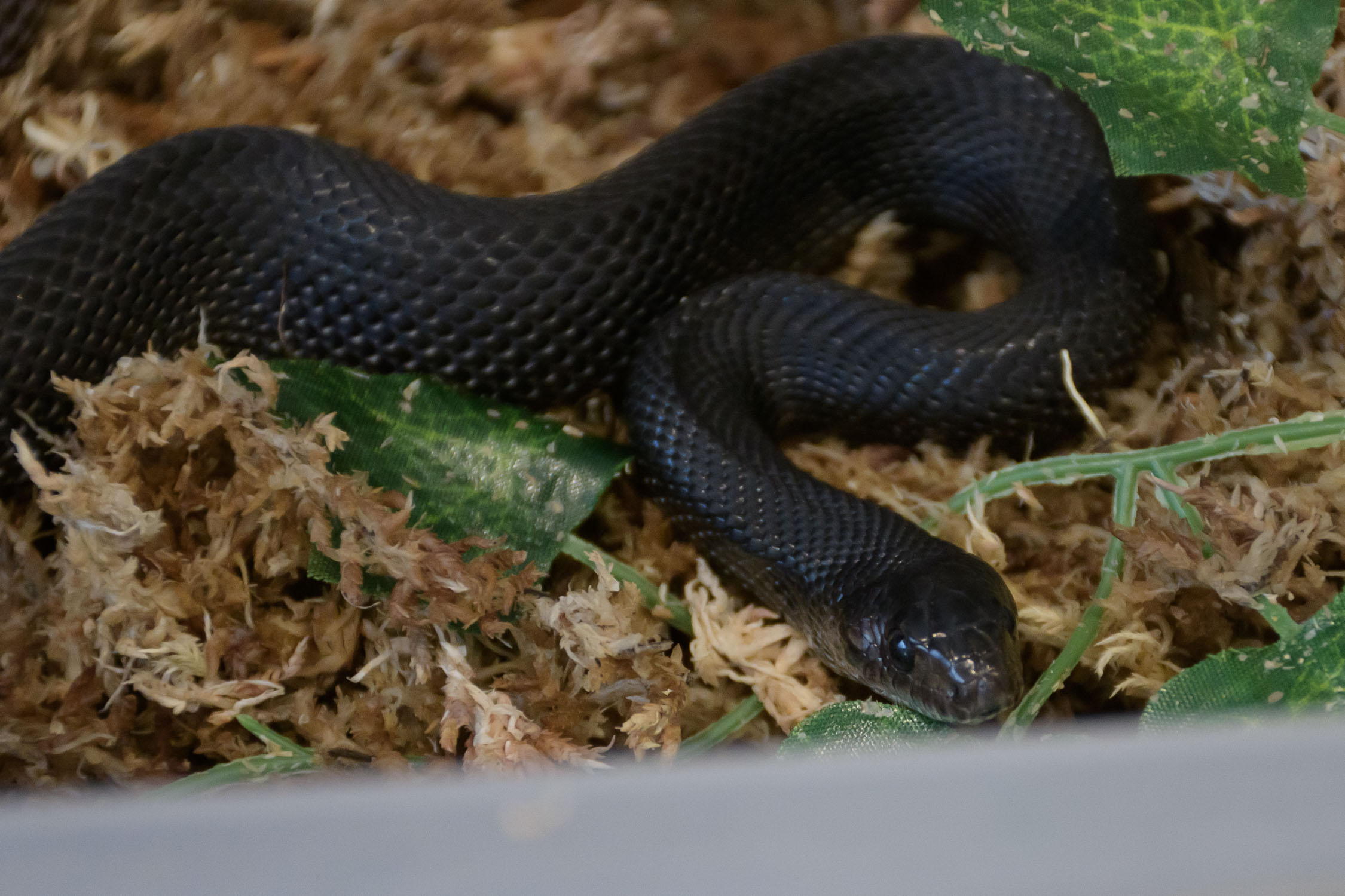 Apr 2022, female black pine snake