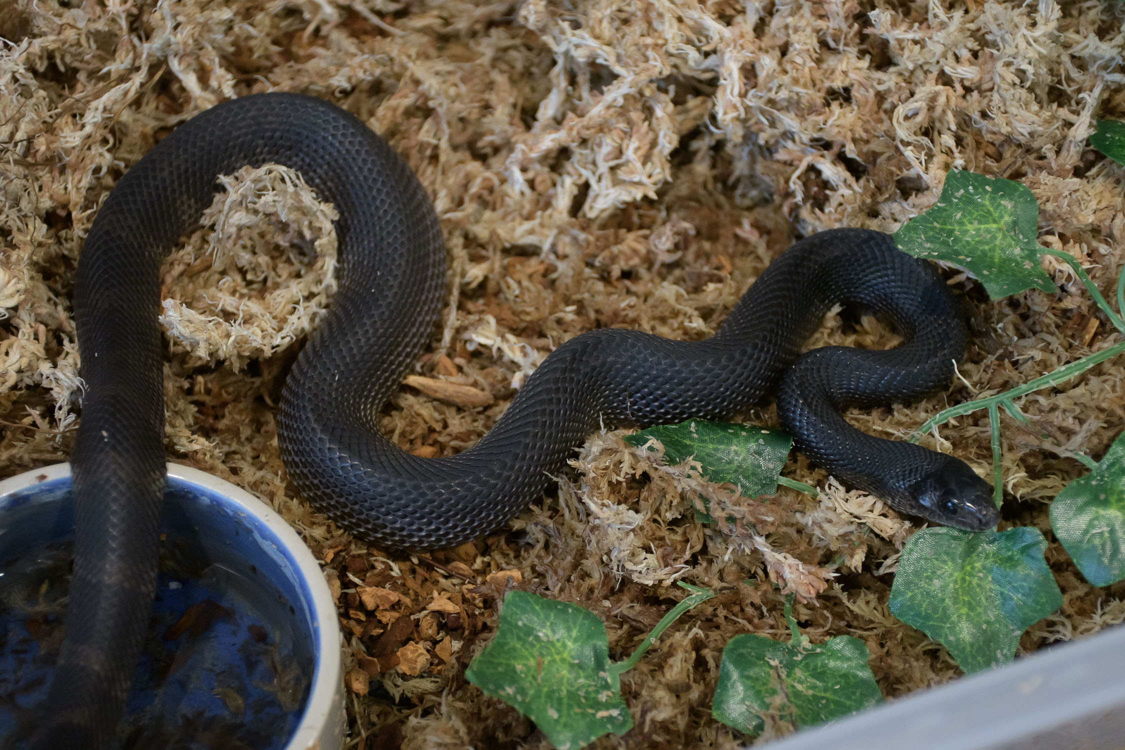 Apr 2022, female black pine snake