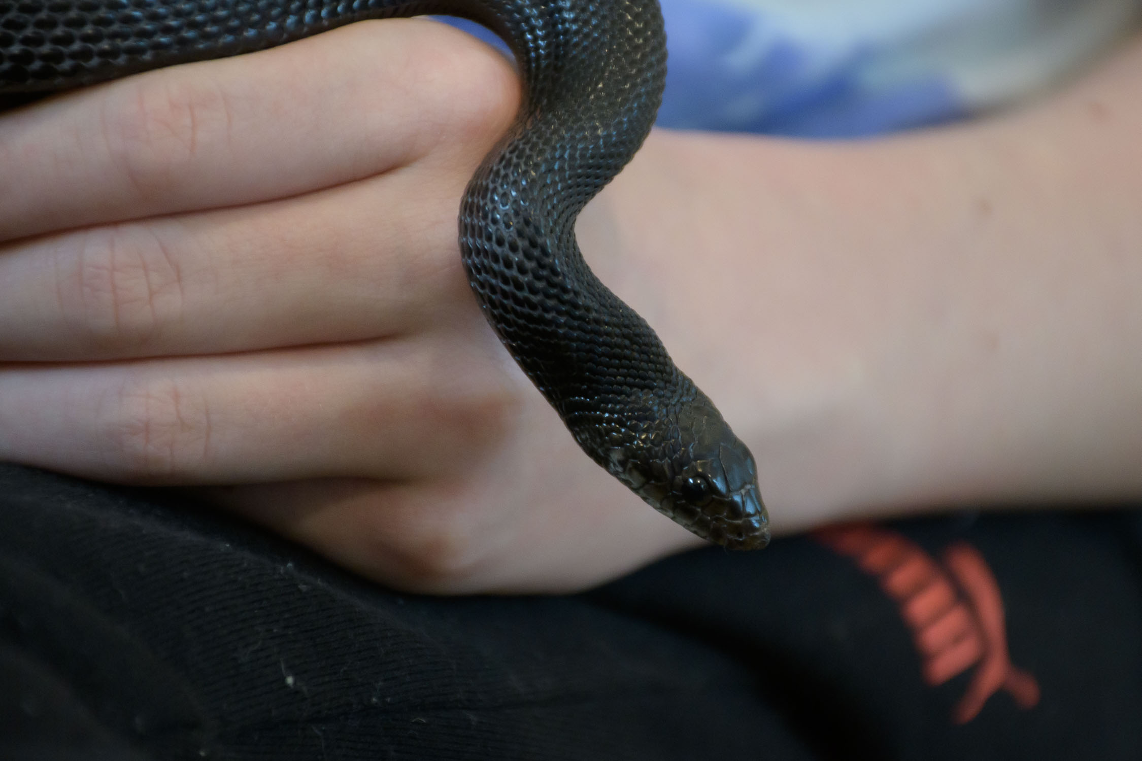 Apr 2022, female black pine snake