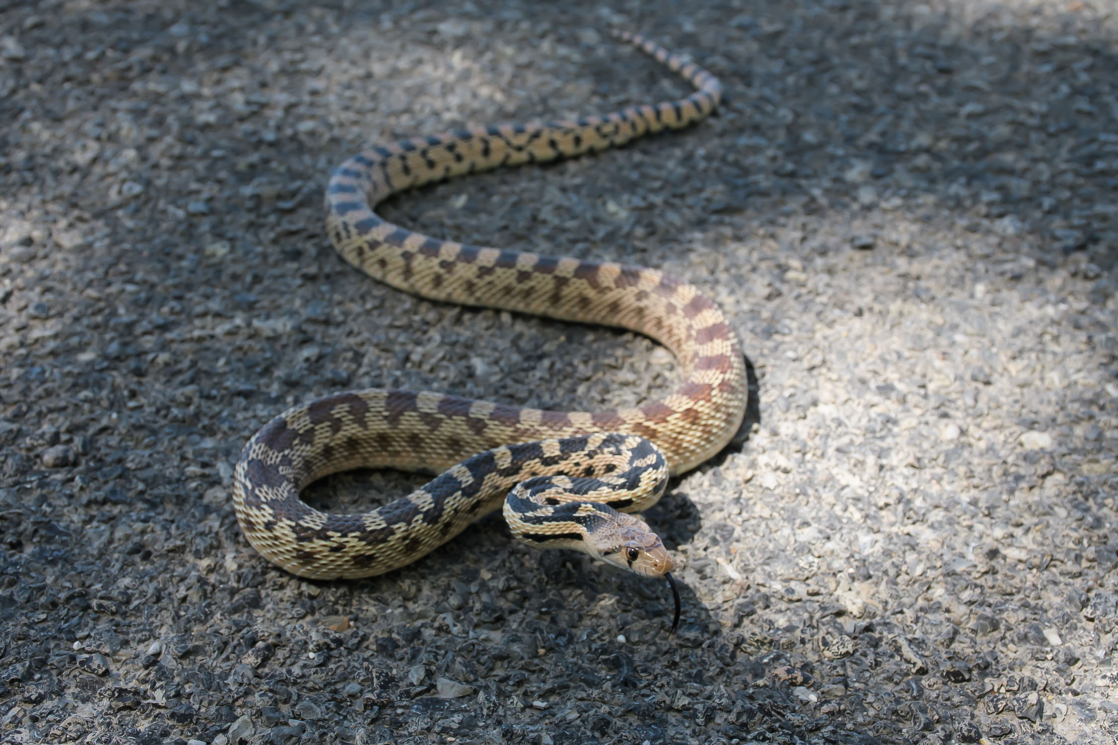 2022, Great Basin Gopher snake