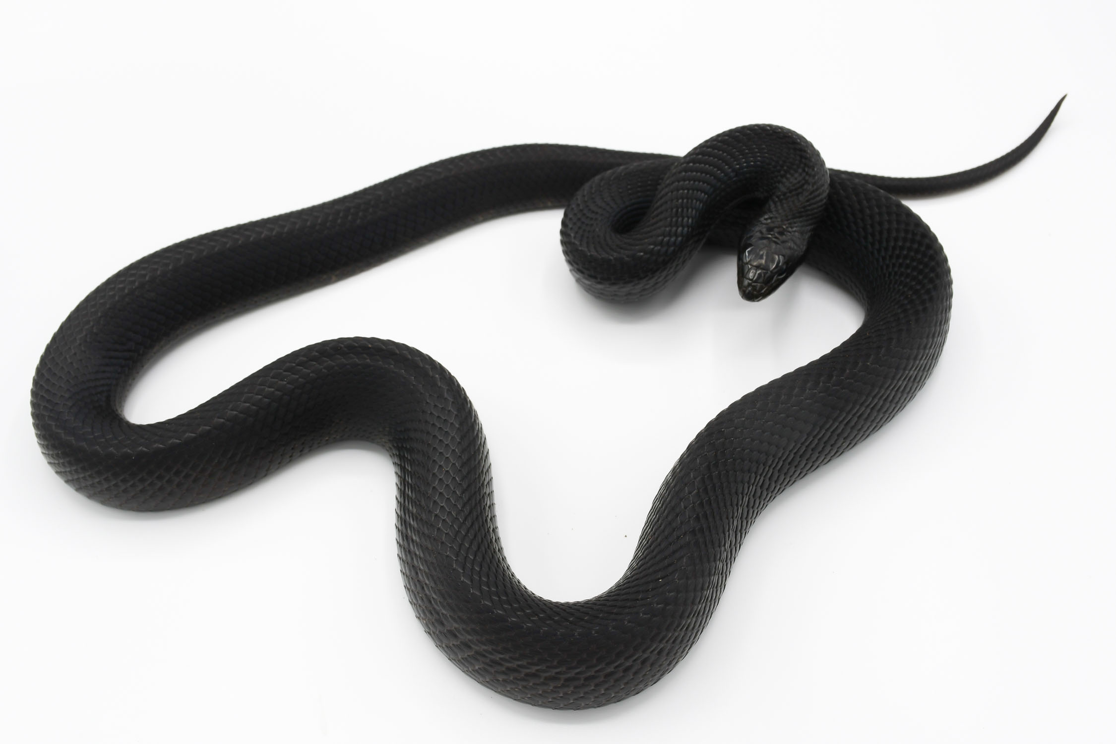 July 2022, female black pine snake