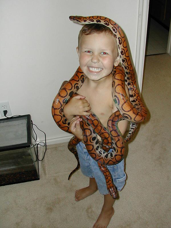 2003, son with adult Brazilian Rainbow boas