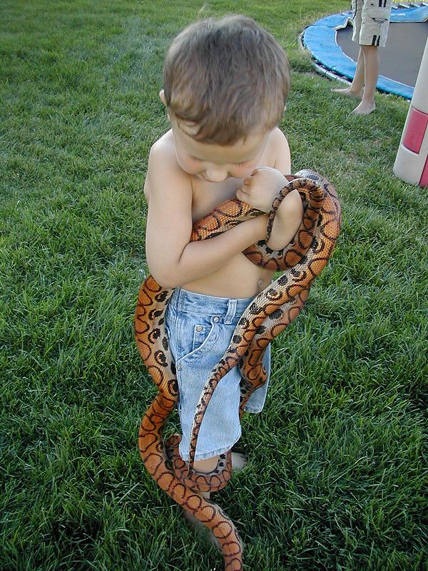 2003, son with adult Brazilian Rainbow boas