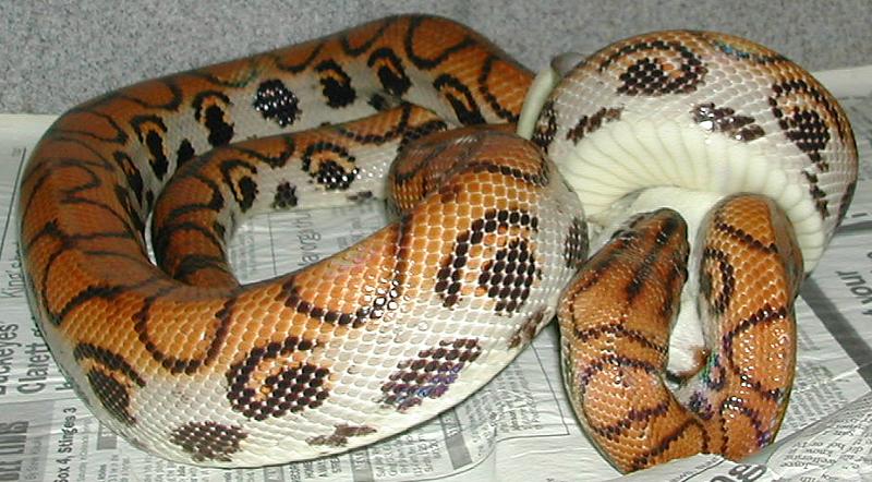 late 2000s, male Brazilian Rainbow boa eating