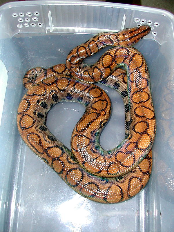 2001, original female Brazilian Rainbow boa