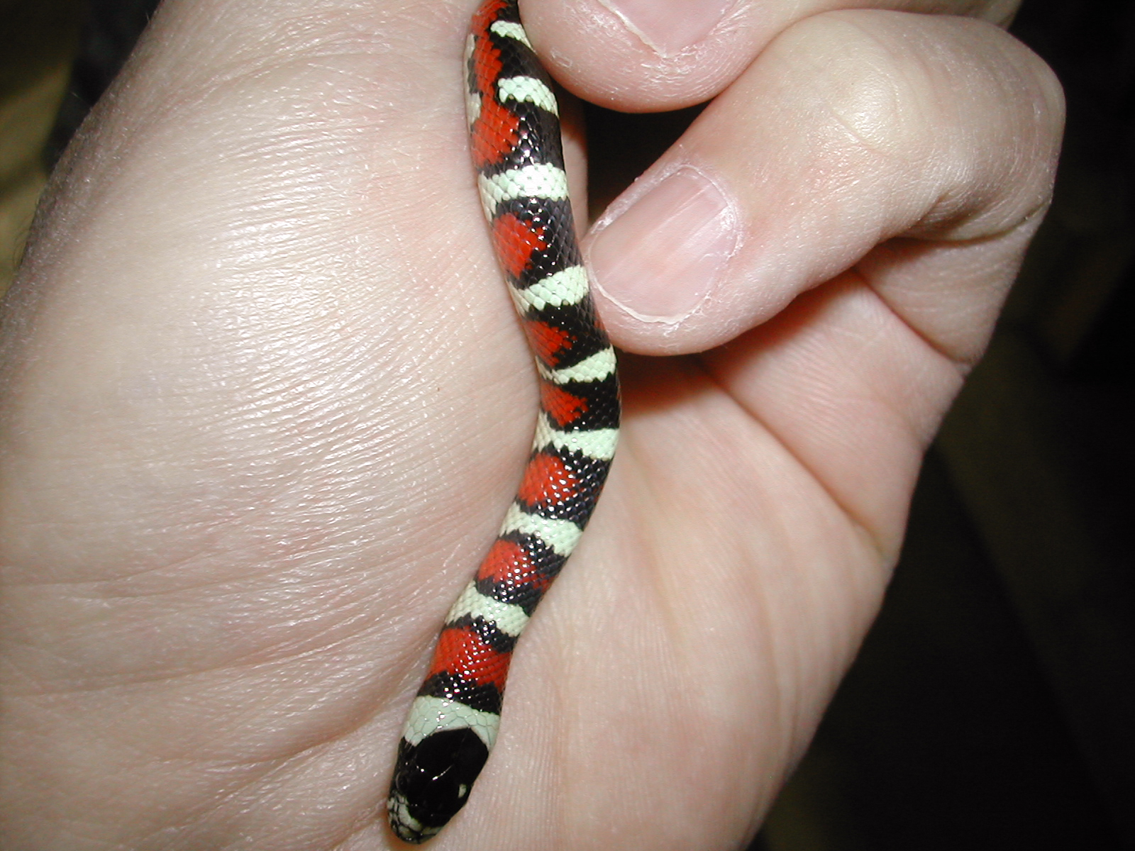 Utah Milk snake, Salt Lake County, Utah