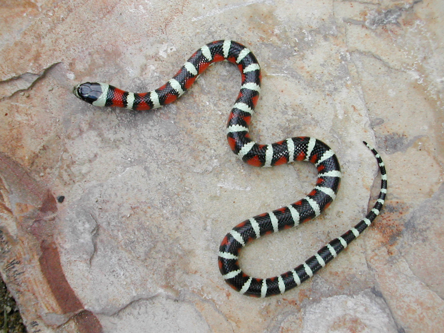 Utah Milk snake, Salt Lake County, Utah