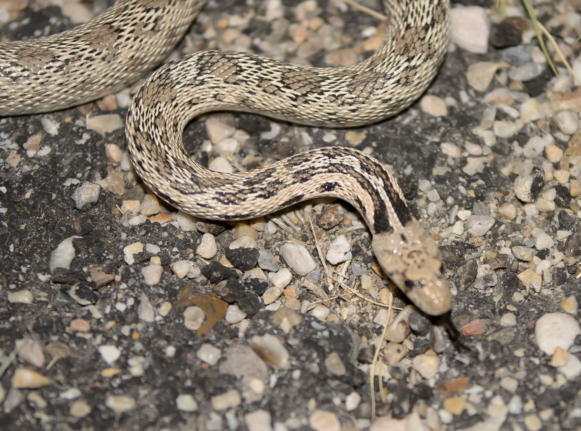 2018, a uniquely patterned Great Basin Gopher snake