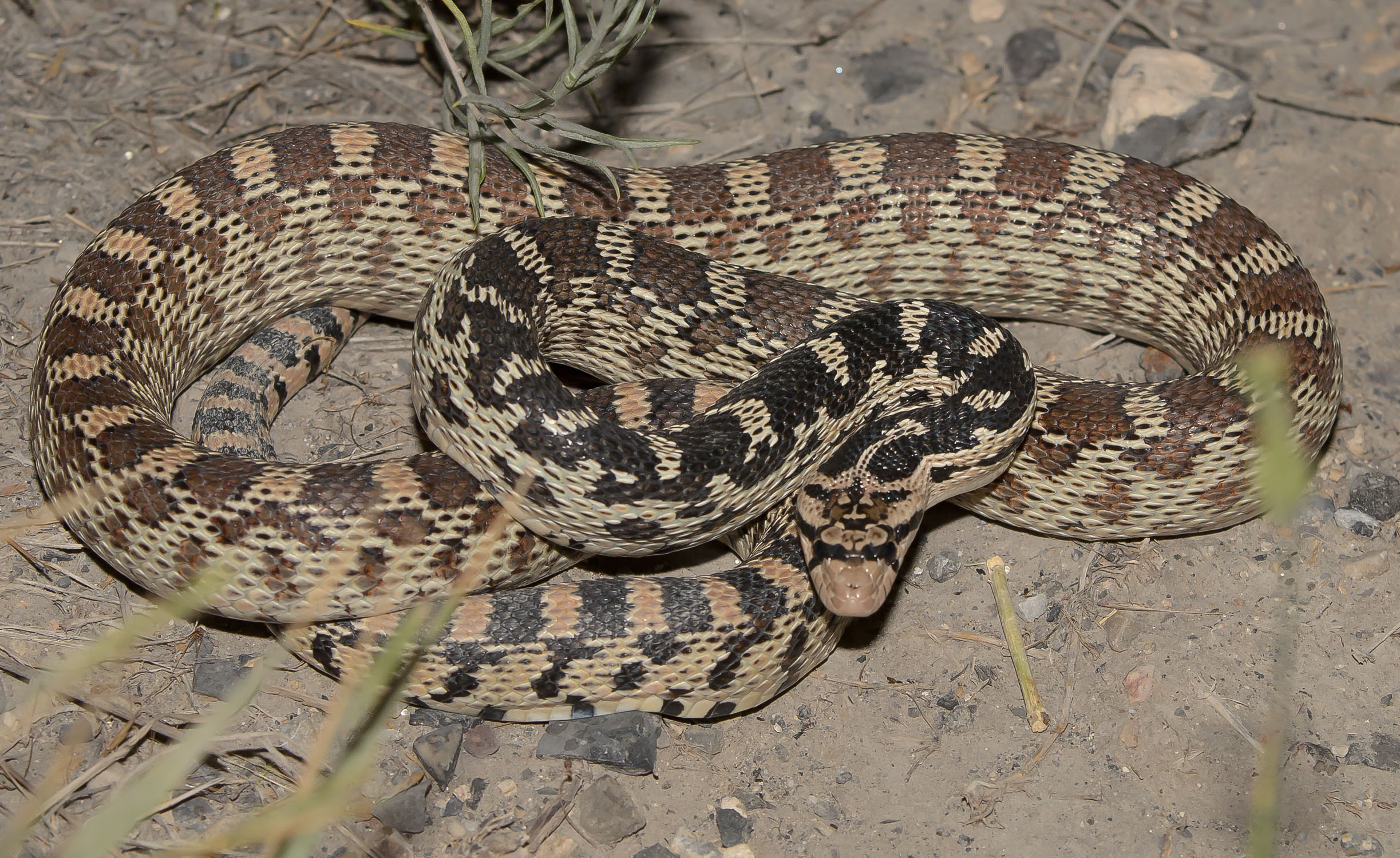 2018, Great Basin Gopher snake