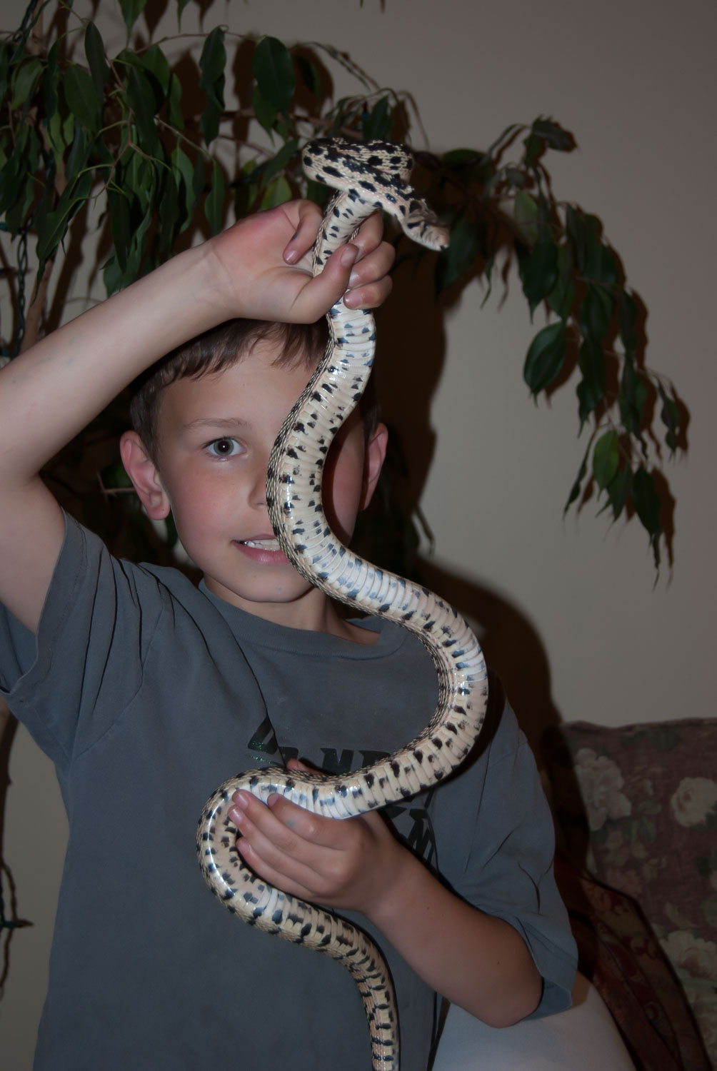 2007, wild-caught gopher snake