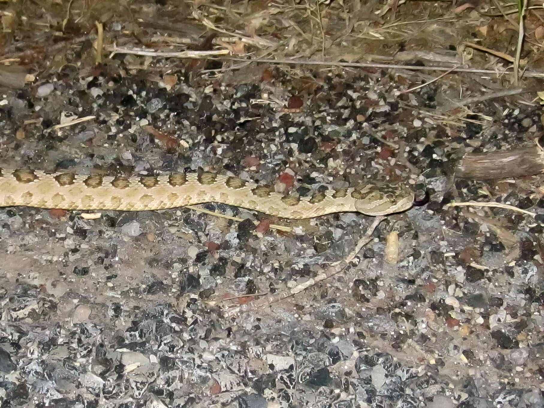 2010, this is a Great Basin Rattlesnake, not a Gopher snake