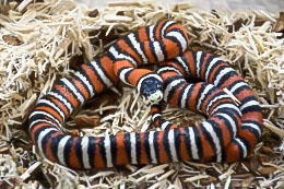 Arizona Mountain Kingsnakes