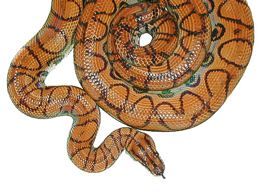 Brazilian Rainbow Boas