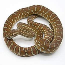 Centralian Pythons