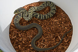 Chinese King Ratsnakes