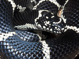 Eastern Kingsnakes