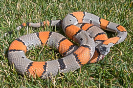 Gray-banded Kingsnakes