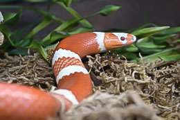 Honduran Milksnakes