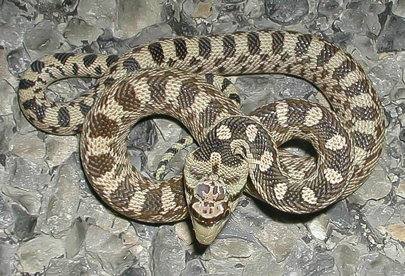 2004, a baby Great Basin Gopher snake flattening his head to look like a rattlesnake maybe?