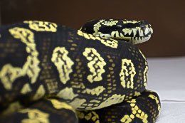 Jungle Carpet Pythons