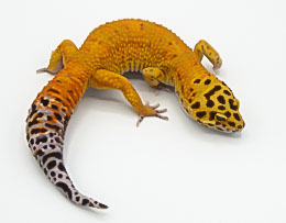 Leopard Geckos