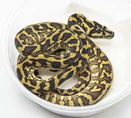 Papuan Carpet Pythons