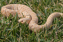 Plains Hognose Snakes